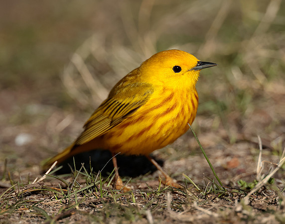 Yellow Warbler Setophaga petechia