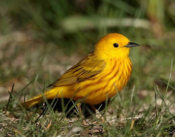 Yellow Warbler Setophaga petechia