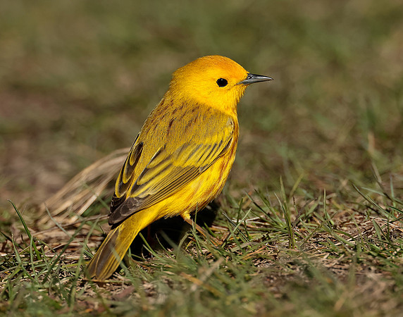 Yellow Warbler Setophaga petechia