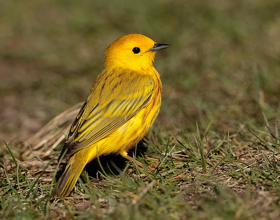 Yellow Warbler Setophaga petechia