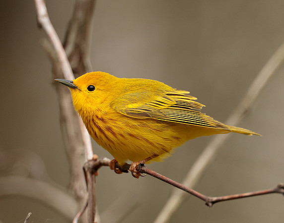 Yellow Warbler Setophaga petechia