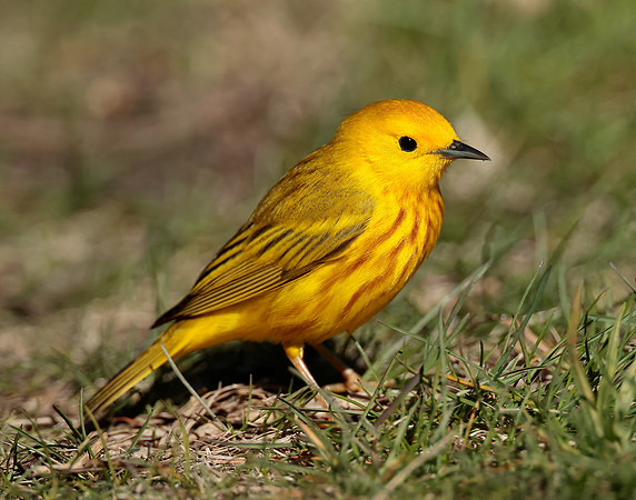Yellow Warbler Setophaga petechia