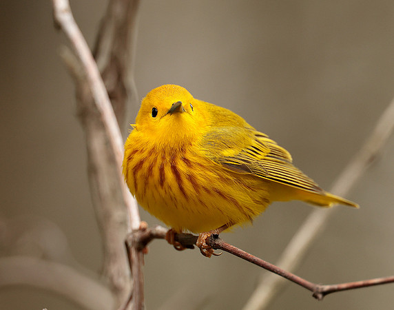 Yellow Warbler Setophaga petechia
