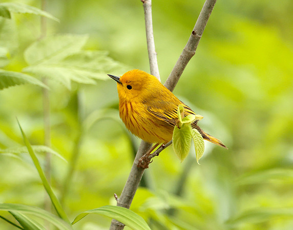 Yellow Warbler Setophaga petechia