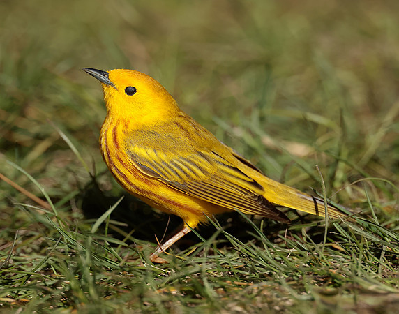 Yellow Warbler Setophaga petechia