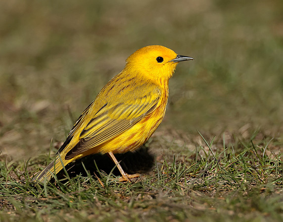 Yellow Warbler Setophaga petechia