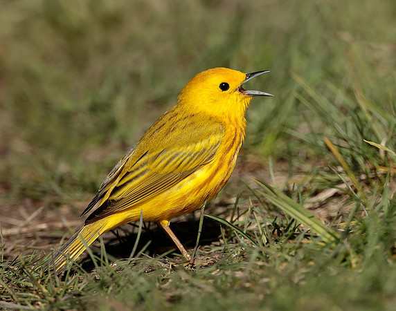Yellow Warbler Setophaga petechia
