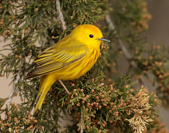 Yellow Warbler Setophaga petechia
