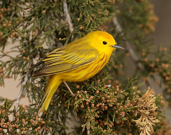 Yellow Warbler Setophaga petechia