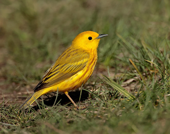 Yellow Warbler Setophaga petechia