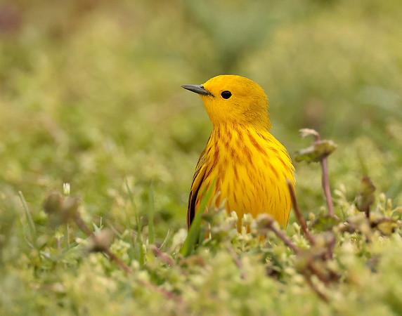 Yellow Warbler Setophaga petechia
