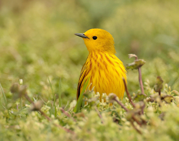Yellow Warbler Setophaga petechia