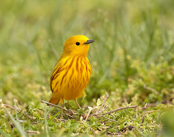 Yellow Warbler Setophaga petechia
