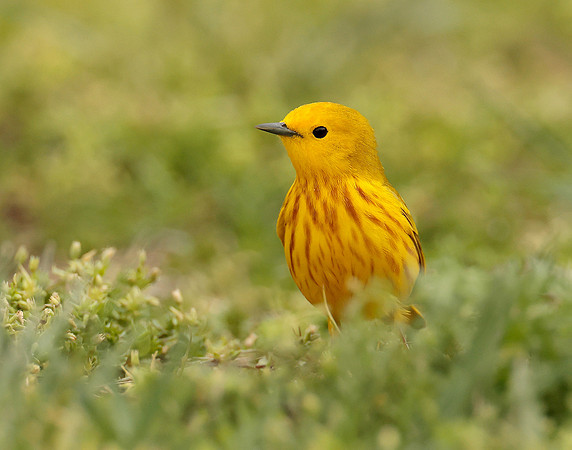 Yellow Warbler Setophaga petechia