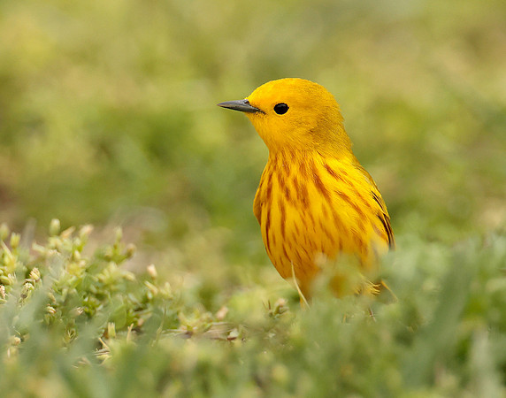 Yellow Warbler Setophaga petechia