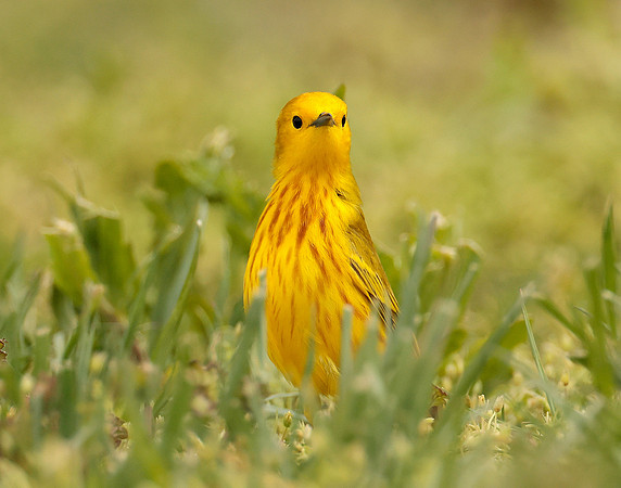 Yellow Warbler Setophaga petechia