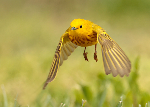 Yellow Warbler Setophaga petechia