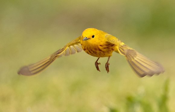 Yellow Warbler Setophaga petechia
