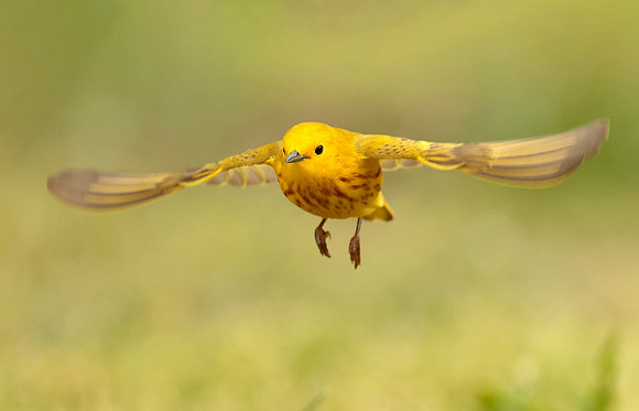 Yellow Warbler Setophaga petechia