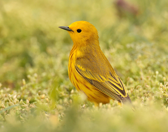 Yellow Warbler Setophaga petechia