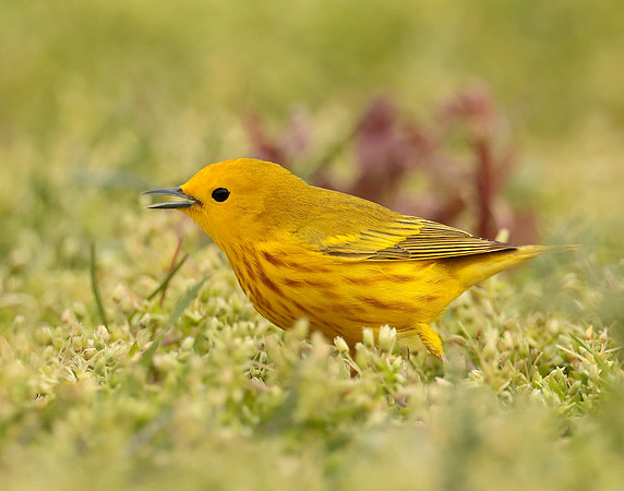 Yellow Warbler Setophaga petechia
