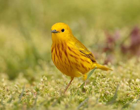 Yellow Warbler Setophaga petechia