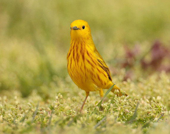 Yellow Warbler Setophaga petechia