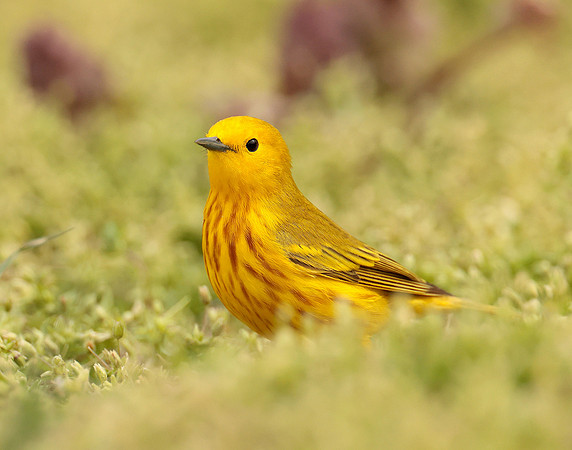 Yellow Warbler Setophaga petechia