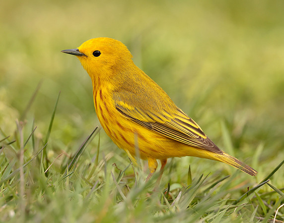 Yellow Warbler Setophaga petechia