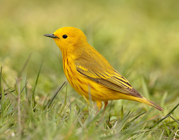 Yellow Warbler Setophaga petechia