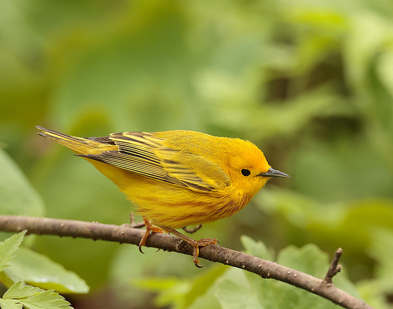 Yellow Warbler Setophaga petechia