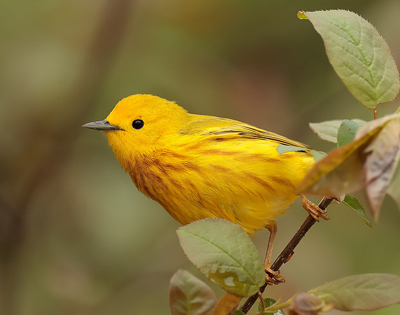 Yellow Warbler Setophaga petechia