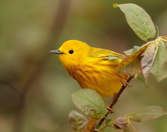 Yellow Warbler Setophaga petechia