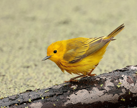 Yellow Warbler Setophaga petechia