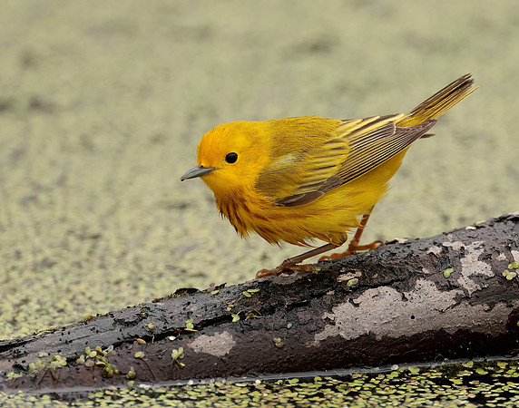 Yellow Warbler Setophaga petechia