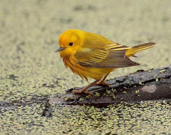 Yellow Warbler Setophaga petechia