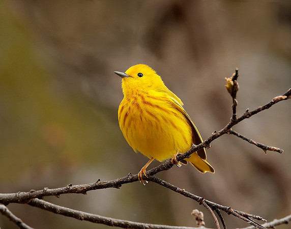 Yellow Warbler Setophaga petechia