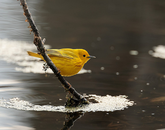 Yellow Warbler Setophaga petechia