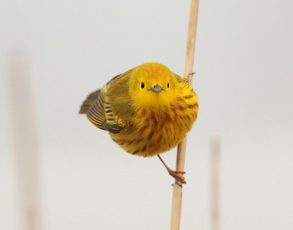 Yellow Warbler Setophaga petechia