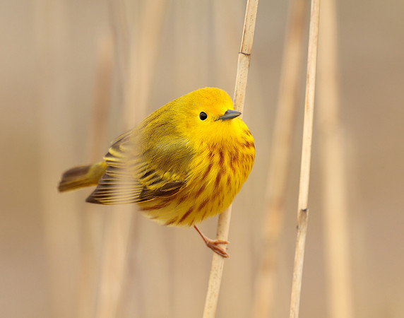 Yellow Warbler Setophaga petechia