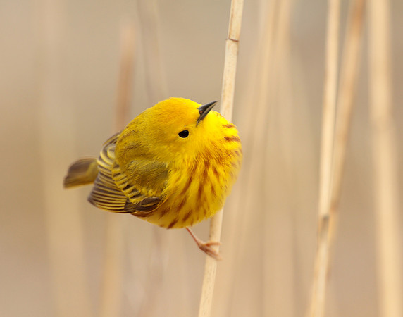 Yellow Warbler Setophaga petechia