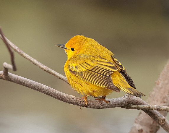 Yellow Warbler Setophaga petechia