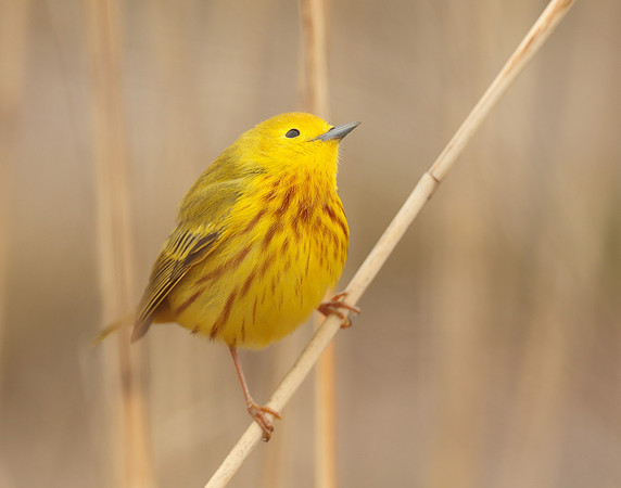 Yellow Warbler Setophaga petechia