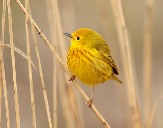 Yellow Warbler Setophaga petechia