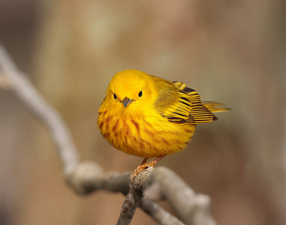 Yellow Warbler Setophaga petechia