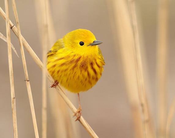 Yellow Warbler Setophaga petechia