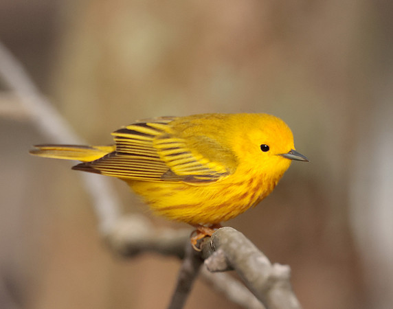 Yellow Warbler Setophaga petechia