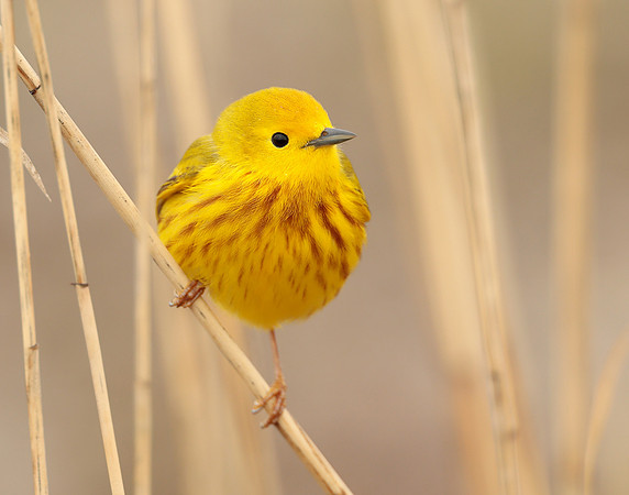 Yellow Warbler Setophaga petechia