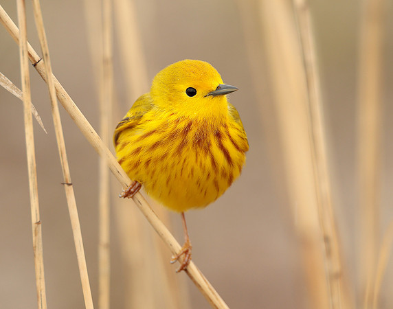 Yellow Warbler Setophaga petechia