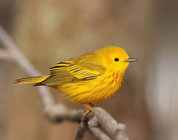 Yellow Warbler Setophaga petechia